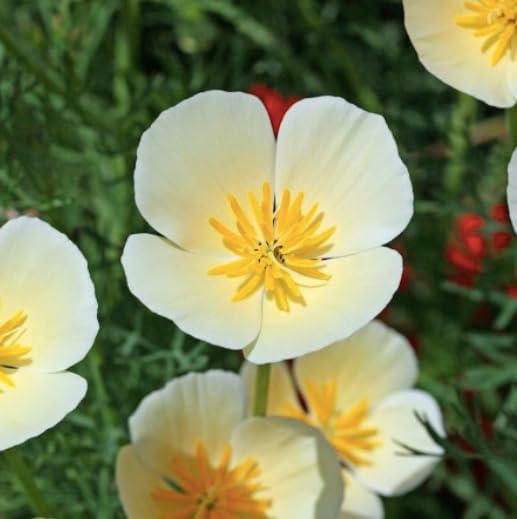 California Poppy Seeds - White Linen