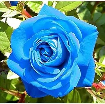 Blue Unique Roses Plant Seeds - Heirloom, Non-GMO Garden Seeds for Planting – Rare Flower Seeds for planting in home garden