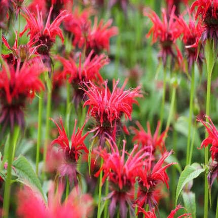 Monarda Scarlet Red Bee Balm Flower - Heirloom, Non - Gmo Seeds