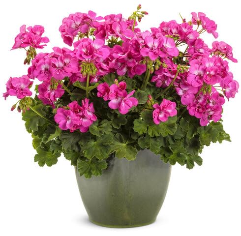 Pink Pelargonium Flower