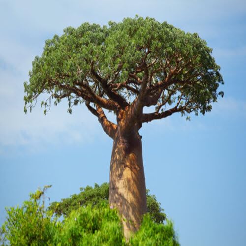 Green Baobab Tree