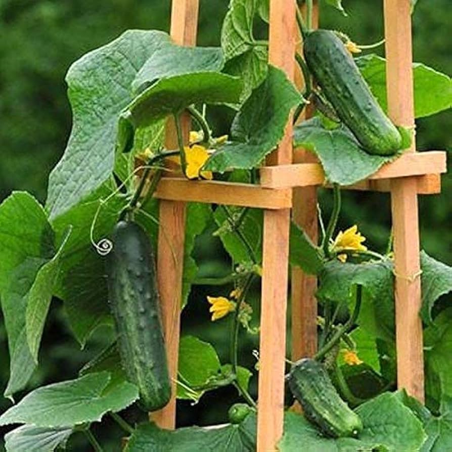 Snacker Bush Cucumber Vegetable Seeds for Planting