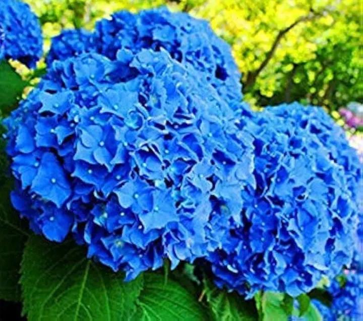 Heirloom Non-GMO Blue Climbing Geranium Flower Seeds for Planting – Vibrant Vining Garden Blooms Dhara Seeds