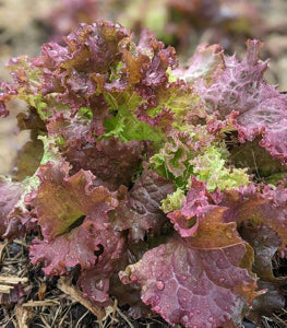 container-grown Lolla Rossa lettuce with vibrant coloration

