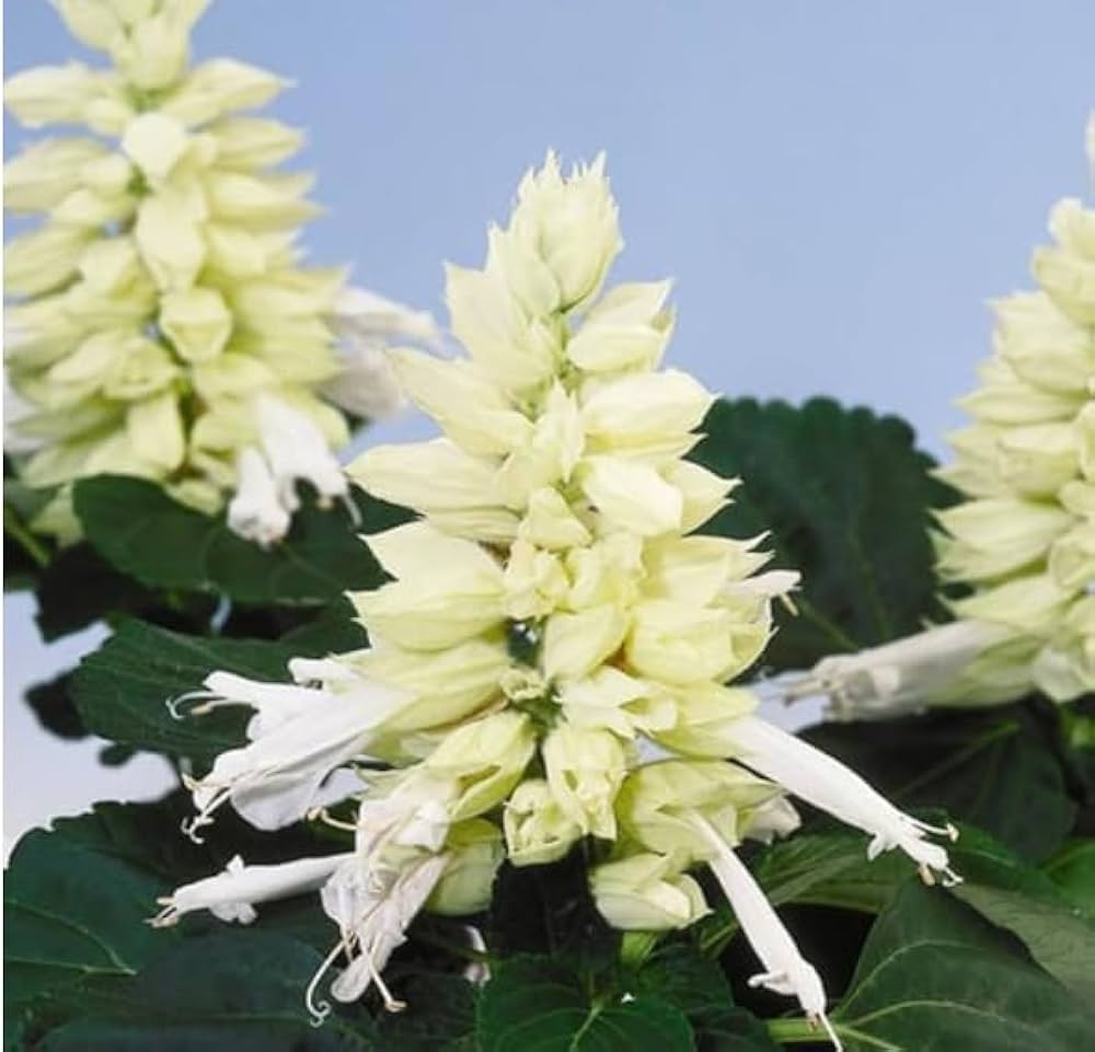 White Salvia Vista Seeds for Planting Summer Flower Beds Window Boxes