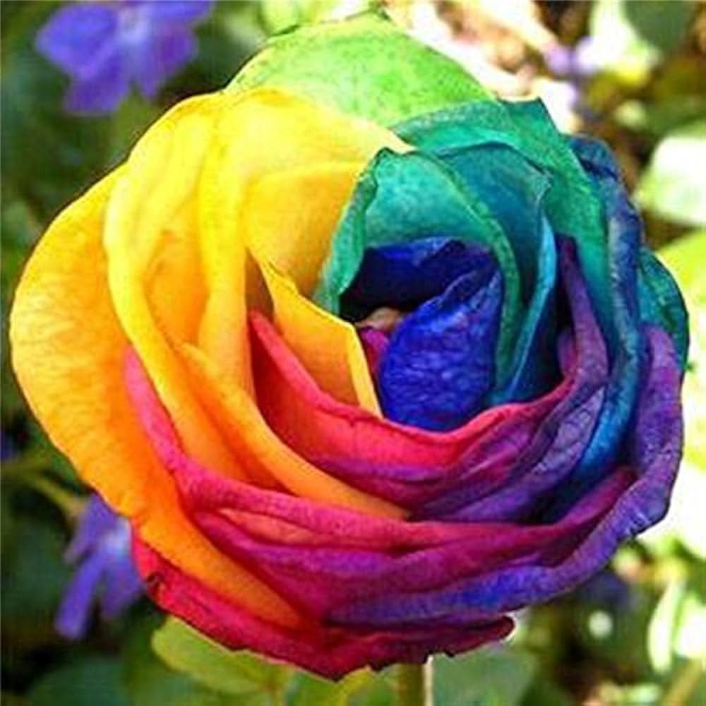 Holland Rose Rosa Hybrida Flower Seeds for Planting in Backyard Gardening and Perennial Flower Beds