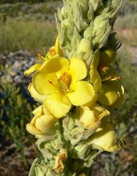 Yellow Verbascum Thapsus Flower Seeds - 100 pcs