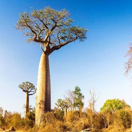 Green Baobab Tree - Heirloom, Non - Gmo Seeds