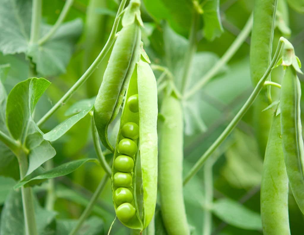 Dou Miao Snow Pea Shoot Seeds Pisum sativum for Planting in Kitchen Garden