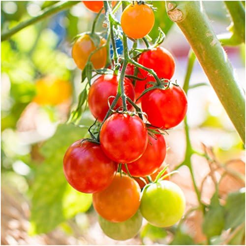 Cherry Tomato Solanum lycopersicum Vegetable Seeds for Planting in Garden