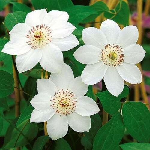 White Clematis Flower - Heirloom, Non - Gmo Seeds