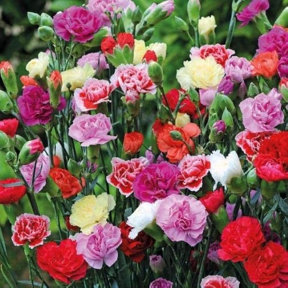 Carnation Dianthus caryophyllus flower seeds for planting in home garden and pots