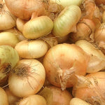 Cipollini Mini Onion (Allium cepa 'Gold Coin') seeds for garden planting