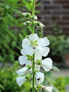White Checkermallow Flower Seeds for Planting - 100 pcs for planting in your garden.