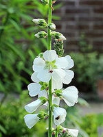 White Checkermallow Flower Seeds for Planting - 100 pcs for planting in your garden.