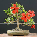 Red Giant Hibiscus – Hibiscus rosa-sinensis – for planting in home garden