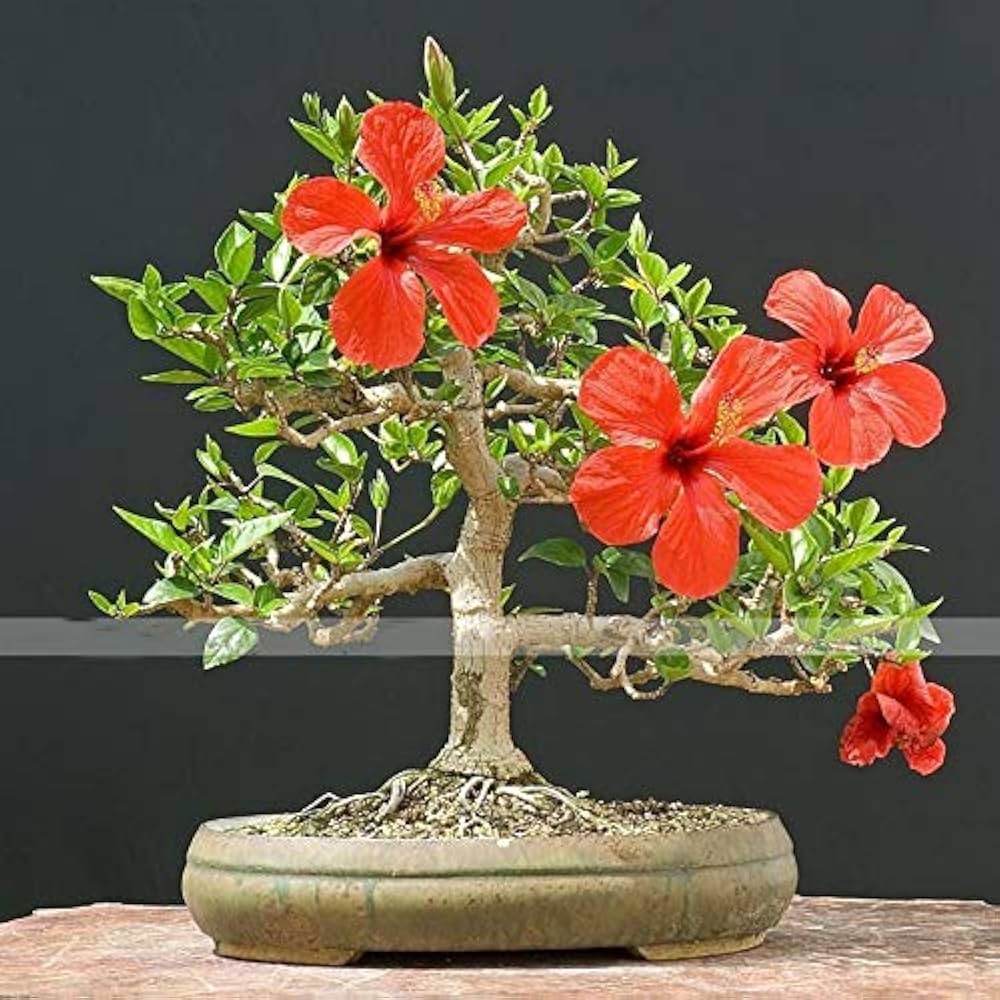 Red Giant Hibiscus – Hibiscus rosa-sinensis – for planting in home garden