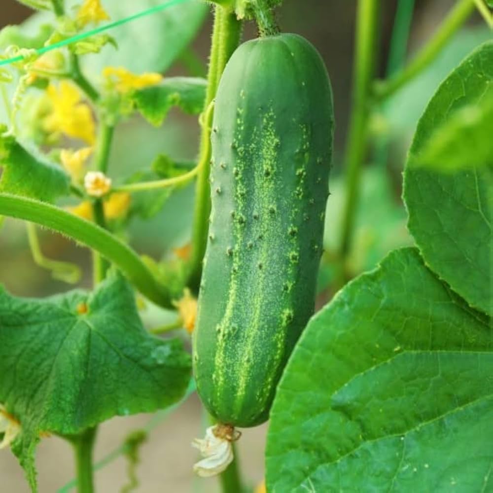 Cucumber Seeds for Planting Cucumis Sativus vegetable patch urban garden