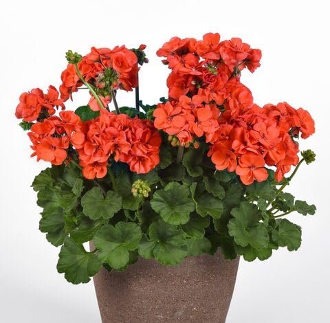 Orange Pelargonium Flower - Heirloom, Non - Gmo Seeds