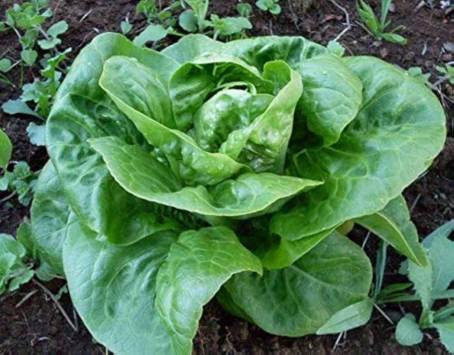 Little Gem Lettuce Seeds | Mini Romaine Baby Lettuce – Heirloom, Non-GMO, High Germination Organic Garden Seeds