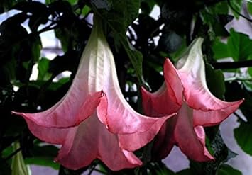 Chocolate Lilly Flower Seeds for Planting - 100