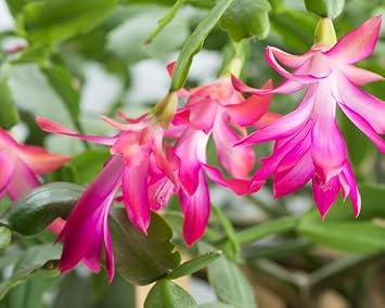 Weihnachtskaktus Flower Seeds for Planting - 100 pcs for planting in your garden.
