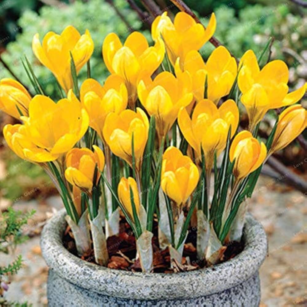 Heirloom Non-GMO Yellow Crocus Flower Seeds for Garden Planting – Early Spring Blooming Variety seeds for planting in home garden
