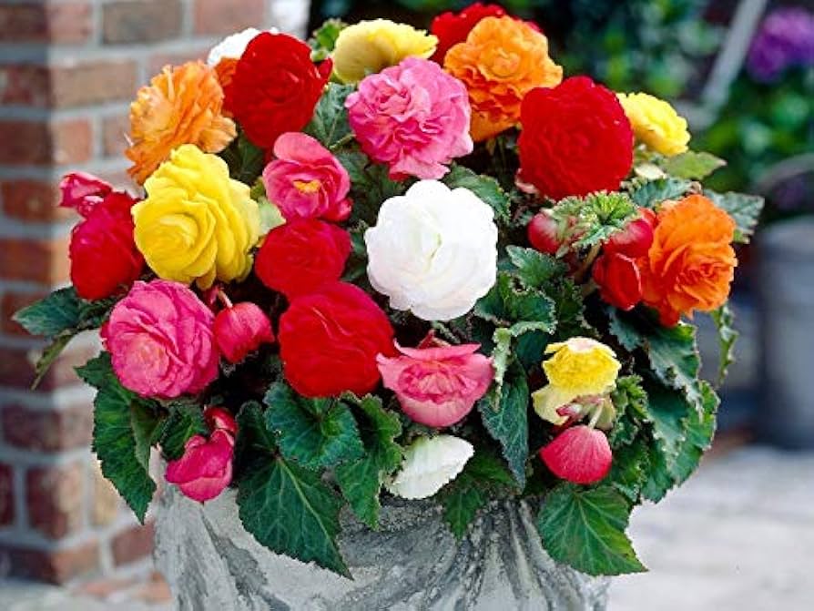 Begonia Mixed Colors Shade-Loving Flower Seeds for Garden