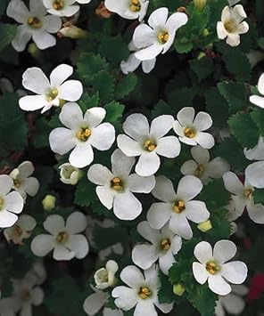 Bacopa Colgantes Flower Seeds for Planting, 100