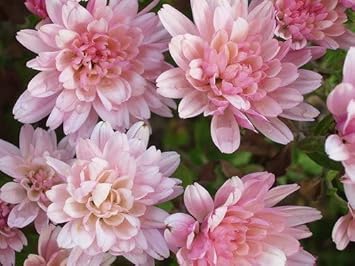 Pink (Pink scientific name) for planting in garden