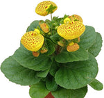 Pocketbook flower – Calceolaria herbeohybrida – balcony seed