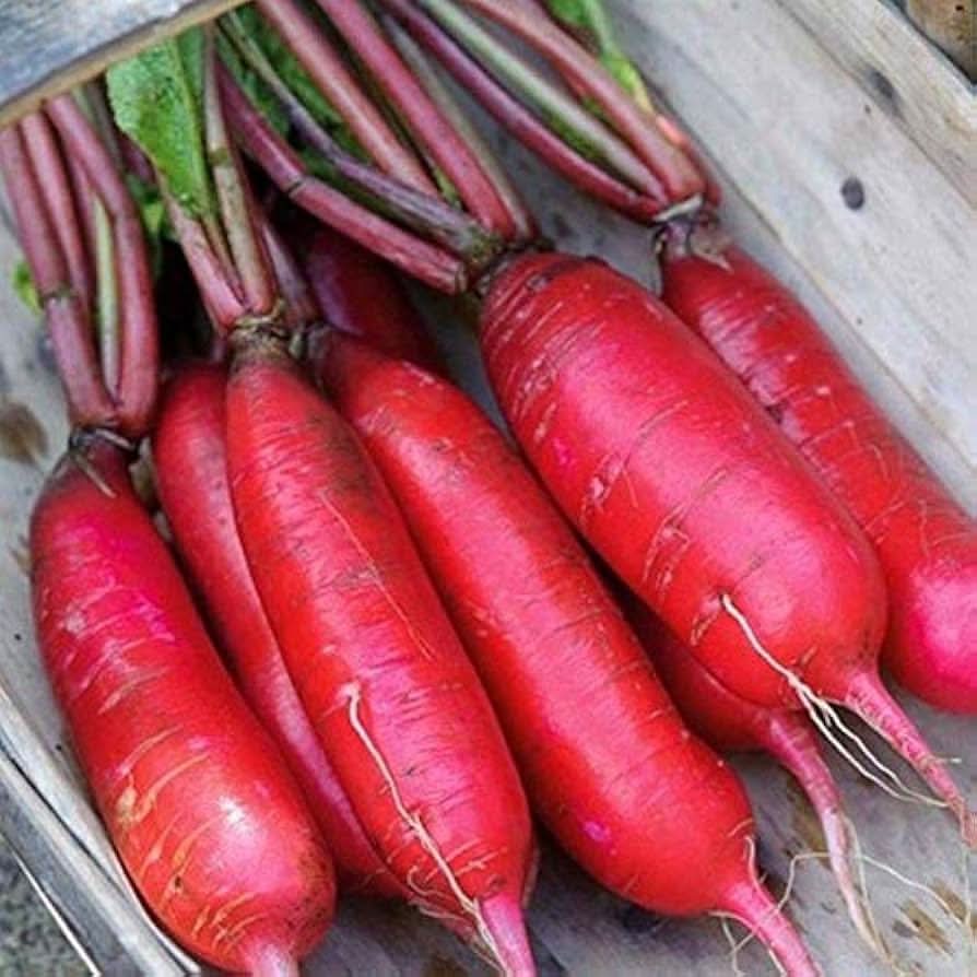 China Rose radish plant grown from seeds with vibrant pink skin and crisp white flesh
