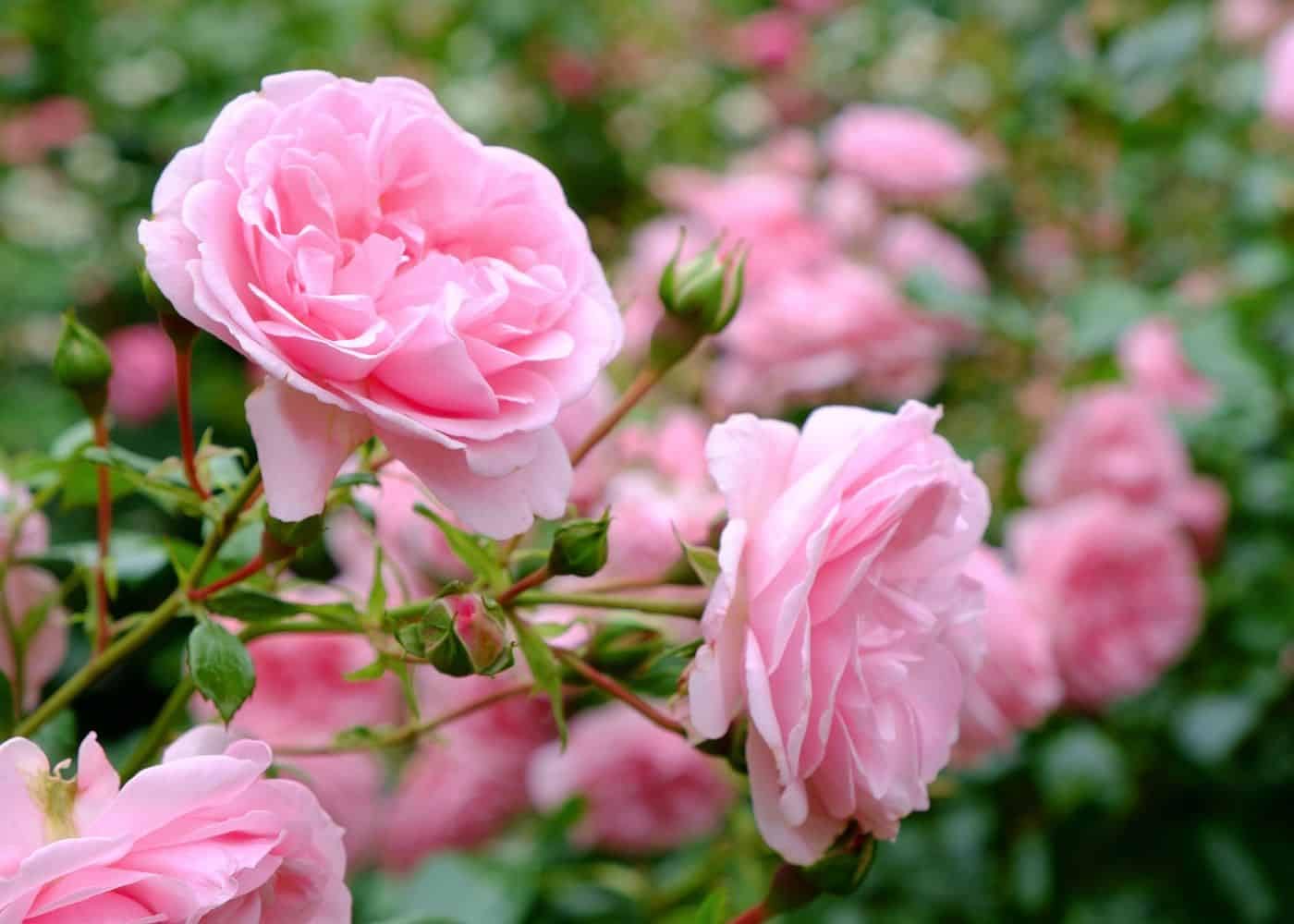 Rose Engel Rosa species flower seeds for ornamental home garden planting
