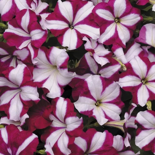 Burgundy Star Petunia Seeds Easy Wave Deep Burgundy Flowering Petunias High Germination Garden Seeds heirloom non-gmo seeds
