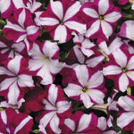 Burgundy Star Petunia Seeds Bright Star-Pattern Burgundy Petunia High Germination Garden Seeds heirloom non-gmo seeds