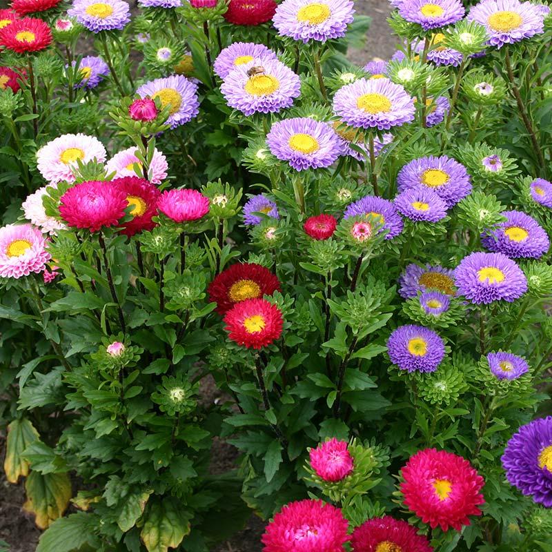 Aster Callistephus Chinensis Mixed Flower Seeds for Planting