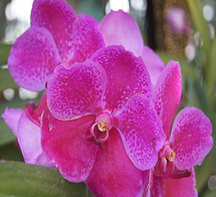 Heirloom Non-GMO Butterfly Orchid Flower Seeds for Garden Planting – Elegant Pink Shade Blooms