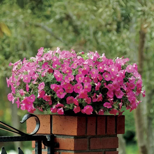 Rose Petunia Seeds Soft Pink Garden Petunia Blooms High Germination Garden Seeds heirloom non-gmo seeds