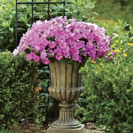 Pink Shades Petunia Seeds Shock Wave Soft Pink Garden Petunias High Germination Garden Seeds heirloom non-gmo seeds