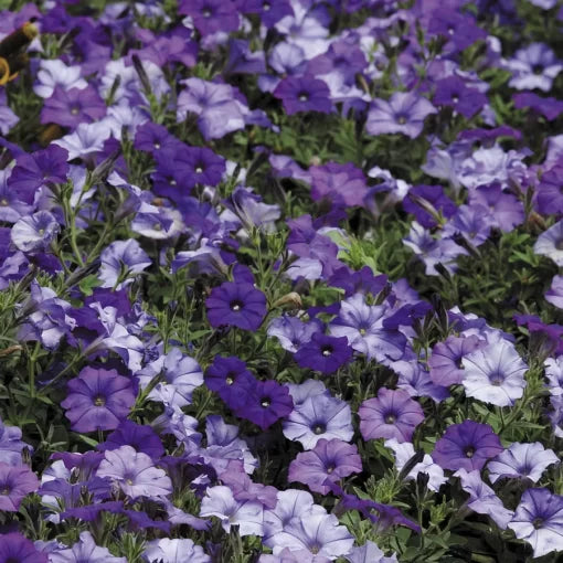 Denim Shades Petunia Seeds Shock Wave Blue-Blend Petunias High Germination Garden Seeds heirloom non-gmo seeds