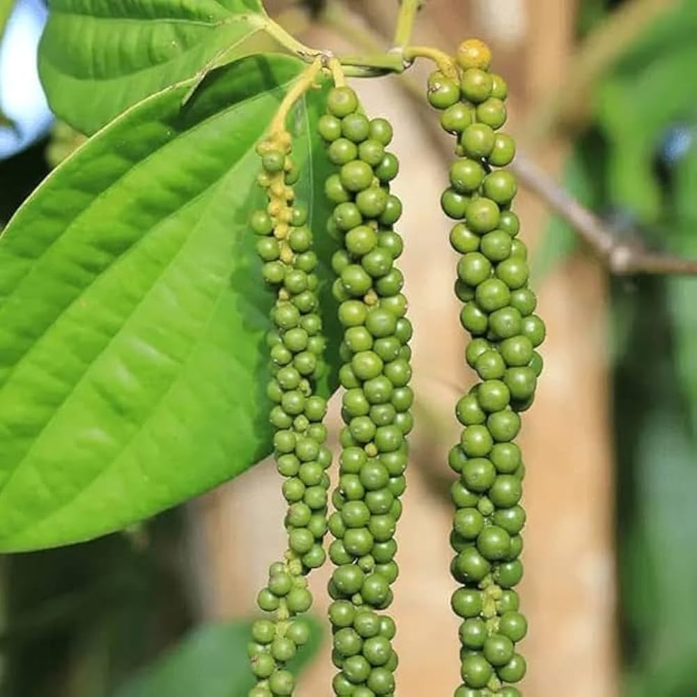 Black Pepper Seeds for Planting heirloom & Non-GMO Seeds