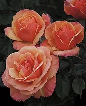 Orange Promise Rose Plant Seeds for Planting - Heirloom Non-GMO Garden Seeds for Growing Dhara Seeds