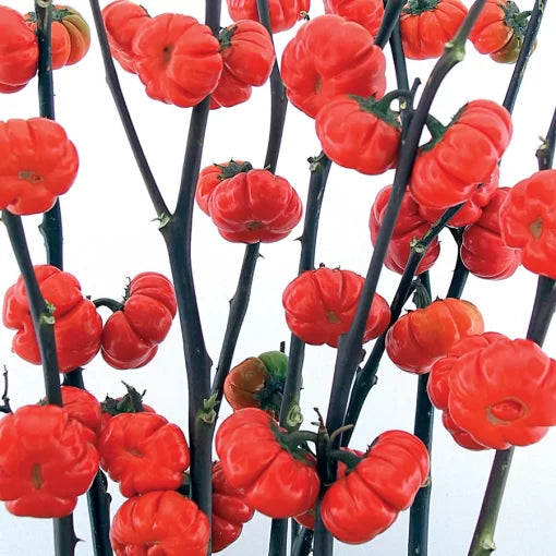 Pumpkin on a Stick Eggplant Seeds High Germination Garden Seeds heirloom non-gmo seeds