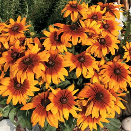 Cappuccino Rudbeckia Seeds Warm Toned Brown-Eyed Susan Variety High Germination Garden Seeds heirloom non-gmo seeds