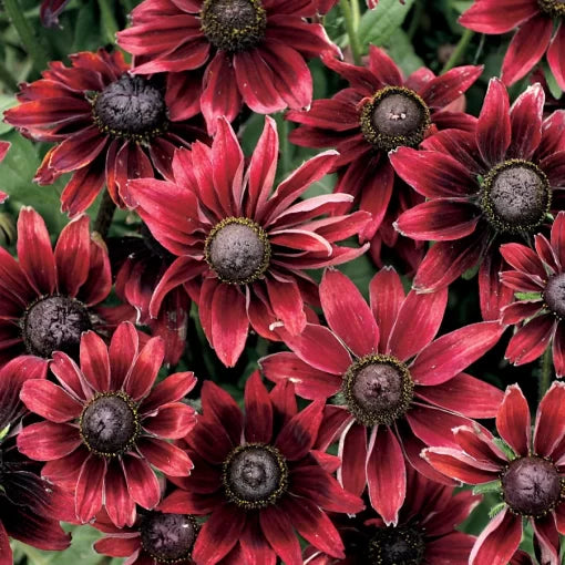 Cherry Brandy Rudbeckia Seeds Deep Red Black-Eyed Susan High Germination Garden Seeds heirloom non-gmo seeds
