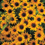 Denver Daisy Rudbeckia Seeds Large Yellow Black-Eyed Susan High Germination Garden Seeds Bellis perennis heirloom non-gmo seeds