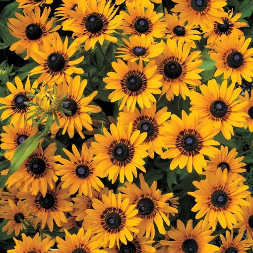 Denver Daisy Rudbeckia Seeds Large Yellow Black-Eyed Susan High Germination Garden Seeds Bellis perennis heirloom non-gmo seeds