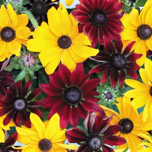 Ruby Gold Rudbeckia Seeds Two-Tone Red-and-Gold Rudbeckia Blooms High Germination Garden Seeds heirloom non-gmo seeds