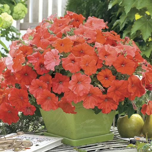 African Sunset Petunia Seeds Orange Sunset Petunia Seeds Warm Toned Garden Petunia Seeds High Germination Garden Seeds sunset shade petunia seeds orange toned hybrid petunia seeds warm color petunia seeds heirloom non-gmo seeds
