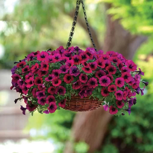 Deep Purple Petunia Seeds Shock Wave Style Compact Purple Petunias High Germination Garden Seeds heirloom non-gmo seeds